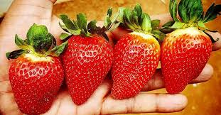 STRAWBERRY
