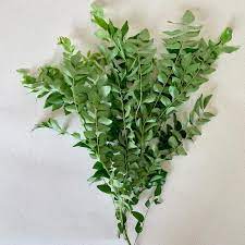 CURRY LEAF